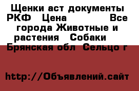 Щенки аст документы РКФ › Цена ­ 15 000 - Все города Животные и растения » Собаки   . Брянская обл.,Сельцо г.